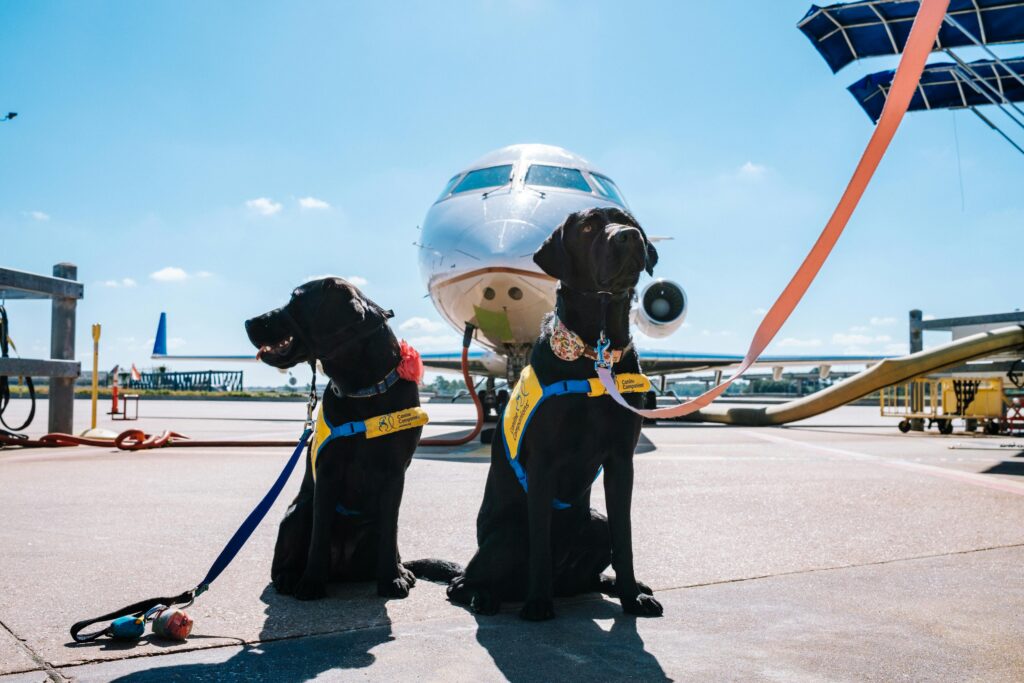 Best Dog Kennels for Airplane Travel 2025